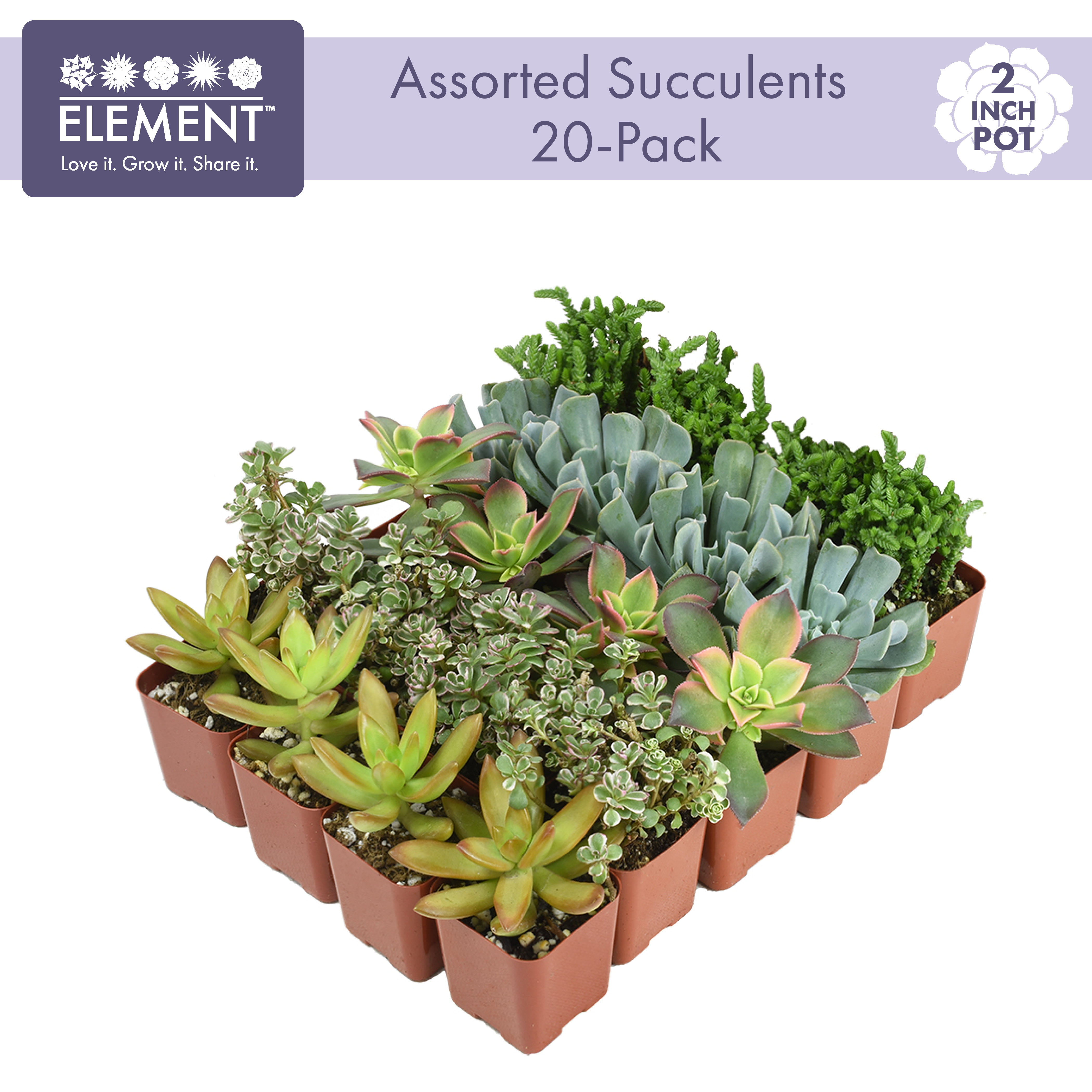 20 varieties 25 cuttings Live Succulent Garden Starter Jade Plants cactus flower kids gift