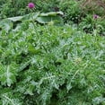thumbnail image 3 of Herb To Body Blessed Thistle C/S (Cut & Sifted) | Cnicus Benedicus | Wildcrafted | 4oz, 3 of 6
