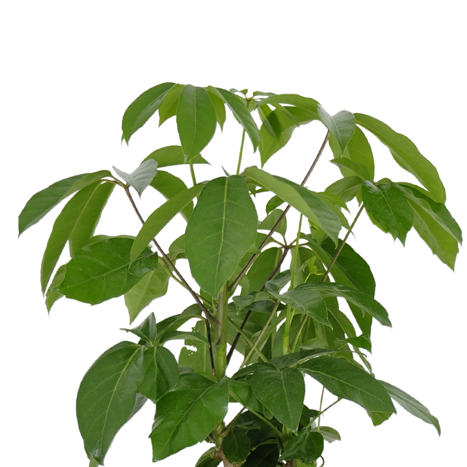 United Nursery Live Schefflera Amate Plant 24-34 inches Tall in 9.25-inch Grower Pot
