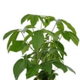 thumbnail image 5 of United Nursery Live Schefflera Amate Plant 24-34 inches Tall in 9.25-inch Grower Pot, 5 of 7