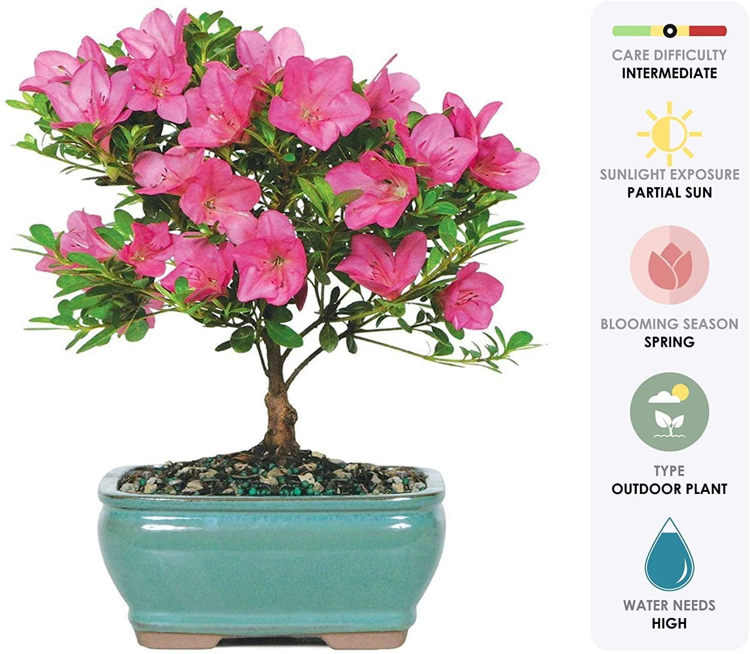 BONSAI All Weather Full Color Banner Sign