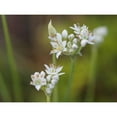 thumbnail image 3 of Bonin, Suzanne 14x12 Black Modern Framed Museum Art Print Titled - Garlic Chives, 3 of 5