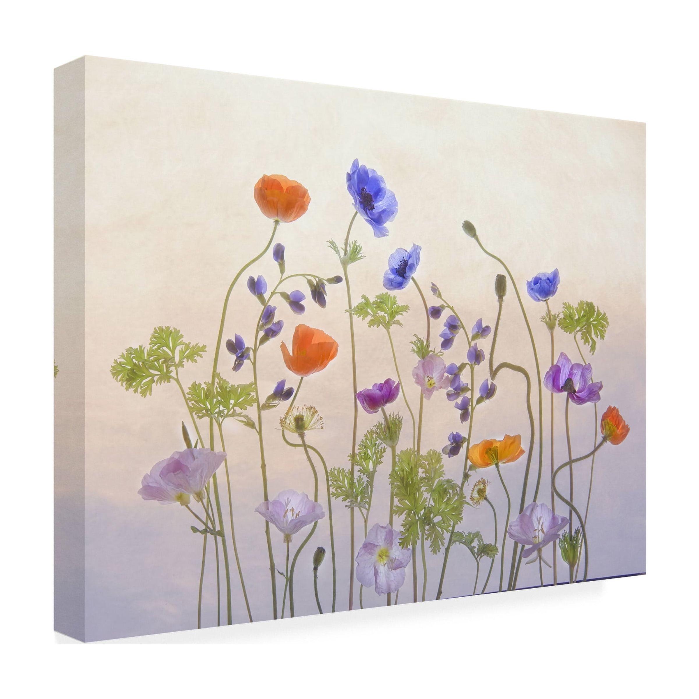 Catherine W 'Poppy A Anemone' Canvas Art