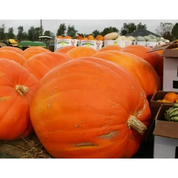 Prizewinner Pumpkin Seeds for Planting (10 Seeds) - Exhibition Pumpkins