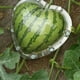 thumbnail image 5 of Moldes para dar forma a frutas y sandías Moldes en forma de corazón Molde en forma de corazón Patio Jardín, 5 of 8