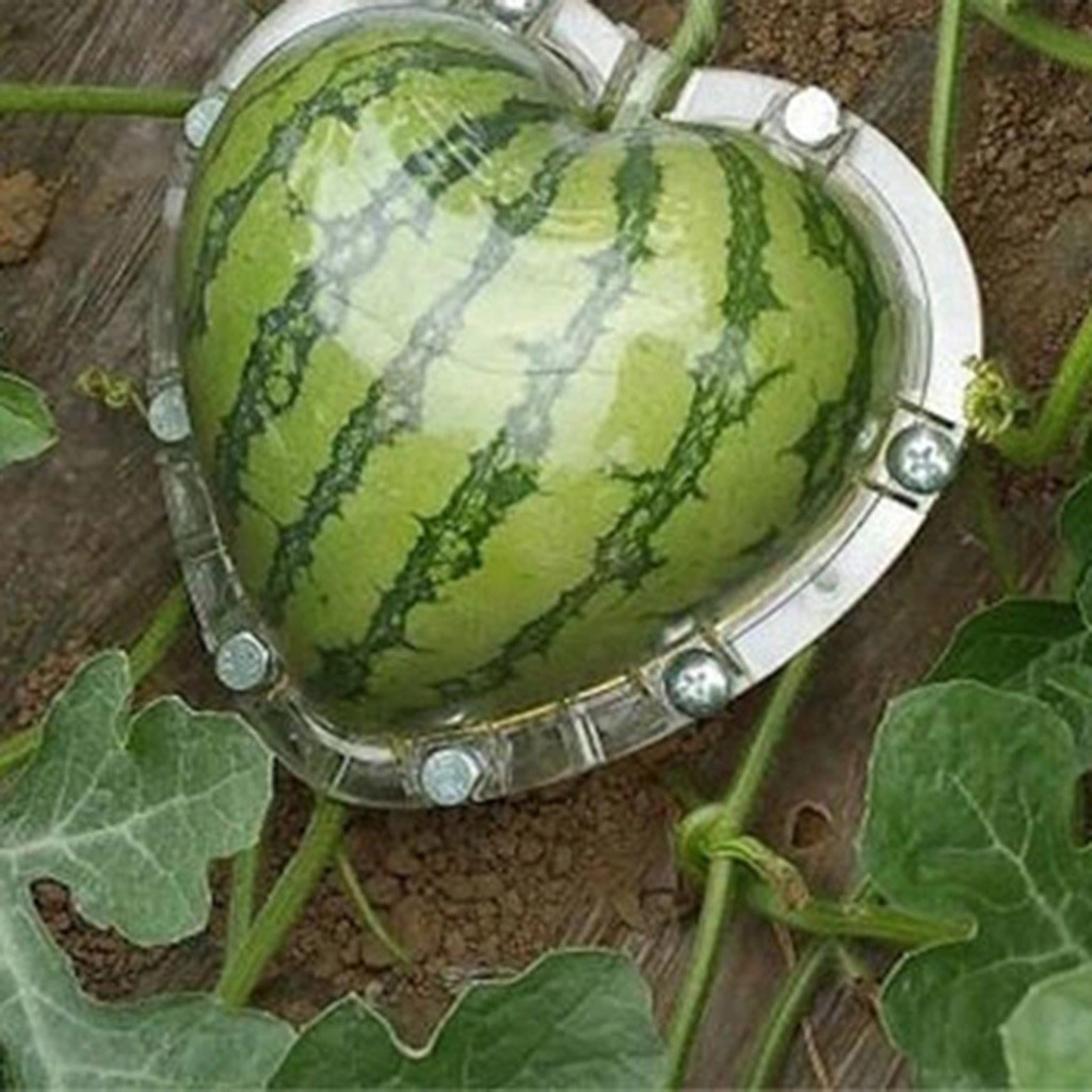 Moule De Croissance Pour Fruits Et Légumes En Forme De Cœur - Pour Tomates, Concombres, Jardinage Créatif