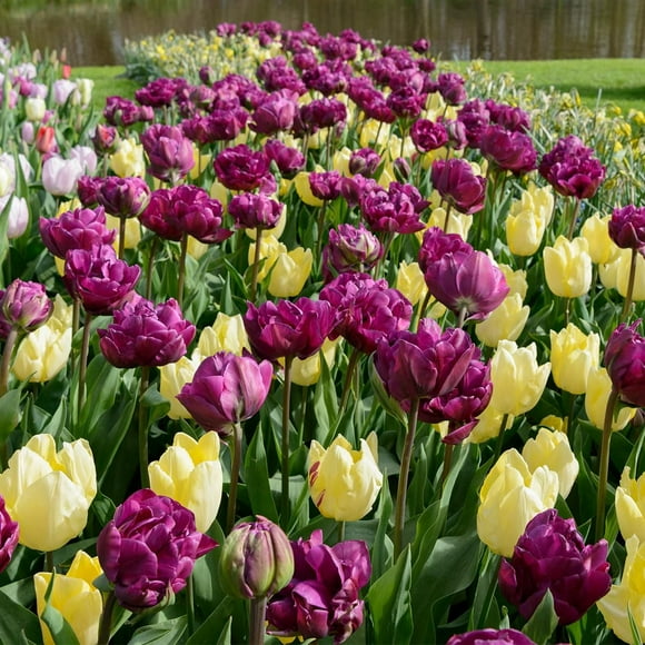 TASC Tulip Flower Bulbs-Tulip Double Early and Single Early Asorted- Alison Bradley &Sunny Prince Assorted (20 Bulbs)