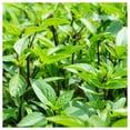 thumbnail image 4 of Everwilde Farms - 2000 Licorice Basil Herb Seeds - Gold Vault Jumbo Bulk Seed Packet, 4 of 4
