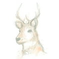 thumbnail image 2 of Vess, June Erica 12x14 White Modern Wood Framed Museum Art Print Titled - Deer Cameo III, 2 of 4