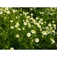 thumbnail image 2 of TomorrowSeeds - German Chamomile Seeds - 3000+ Count - For 2026 Planting Matricaria Chamomilla, 2 of 9
