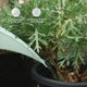 thumbnail image 3 of Regadera para plantas de interior, pequeñas regaderas para plantas de interior, flores de jardín, 3 of 5