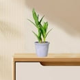 thumbnail image 6 of Twfbrm Artificial Bamboo Tree Decor, 12 inch Realistic Plastic Lucky Bamboo Plants in Terracotta Pot, UV Resistant Decorative Greenery Bonsai Faux Potted Plants Indoor for Home Office Desk Shelf, 6 of 6
