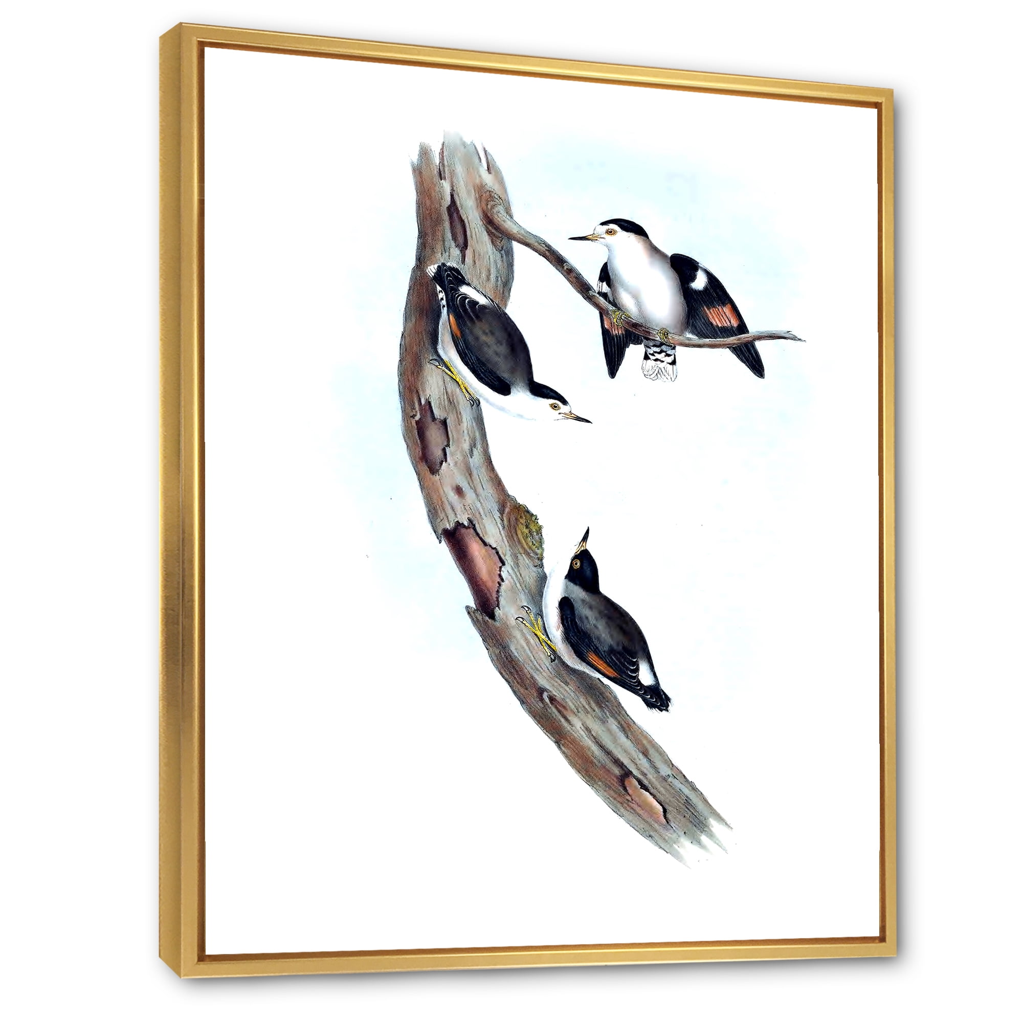 Ancient Australian Bird Illustrations I 16 in x 32 in Framed Painting Canvas Art Print, by Designart