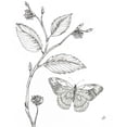 thumbnail image 2 of Brissonnet, Daphne 12x14 Black Ornate Wood Framed with Double Matting Museum Art Print Titled - Outdoor Beauties Butterfly I, 2 of 4