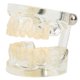 thumbnail image 1 of Modelo de dientes Equipo de enseñanza dental primario, modelo transparente Caducifolio para uso en laboratorio de hospital de jardín de infantes, 1 of 9