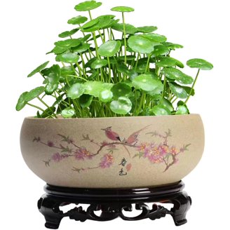 schwarzkiefer bonsai schneiden Seedeo sterreichische Schwarzkiefer Bonsai 30 Samen