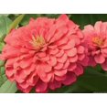 thumbnail image 4 of 500 Mixed Colors CALIFORNIA GIANT ZINNIA Elegans Flower Seeds, 4 of 10