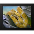 thumbnail image 2 of Fitzharris, Tim 14x12 Black Modern Framed Museum Art Print Titled - Yellow eyelash pit viper snake, 2 of 5