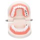 thumbnail image 1 of Modelo De Dientes De Enfermedades, Enseñanza De Educación Educación De Apoyo Ligero Modelo De Dientes Estructura Clara Para Estudiantes Para Hospital, 1 of 7