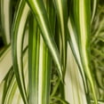 thumbnail image 2 of Expert Gardener 1.5gal Green Spider Plant Foliage Live Annual Plant Hanging Basket Sun, 2 of 6