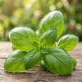 thumbnail image 6 of Sweet Basil Plant in 4 Inch Pot, Fragrant Basil Herb for Indoor Outdoor Planting, Fast Growing, Ready to Grow, 6 of 6