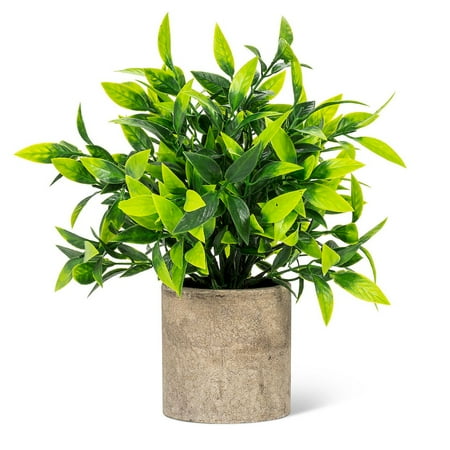 Set of 2 Wide Leaf Plant in Pot
