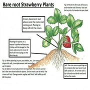 50 Bulk Bare Root Plants Eversweet Everbearing Strawberry