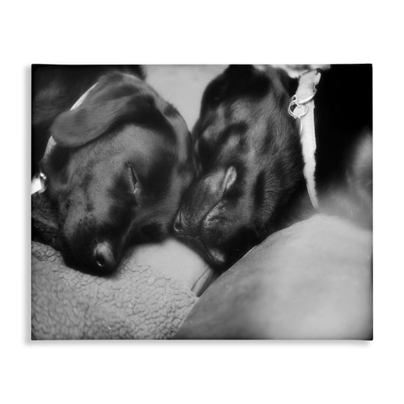 Stupell Industries Eclectic Cute Cuddle Dog Pet Animal Black And White Photo Canvas Art, 20 x 16, by Villager Jim