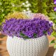 thumbnail image 4 of 10 paquetes de flores artificiales para exterior, resistentes a los rayos UV, para exteriores, porches, ventanas, jardineras colgantes, decoración de jardín (morado oscuro), 4 of 6