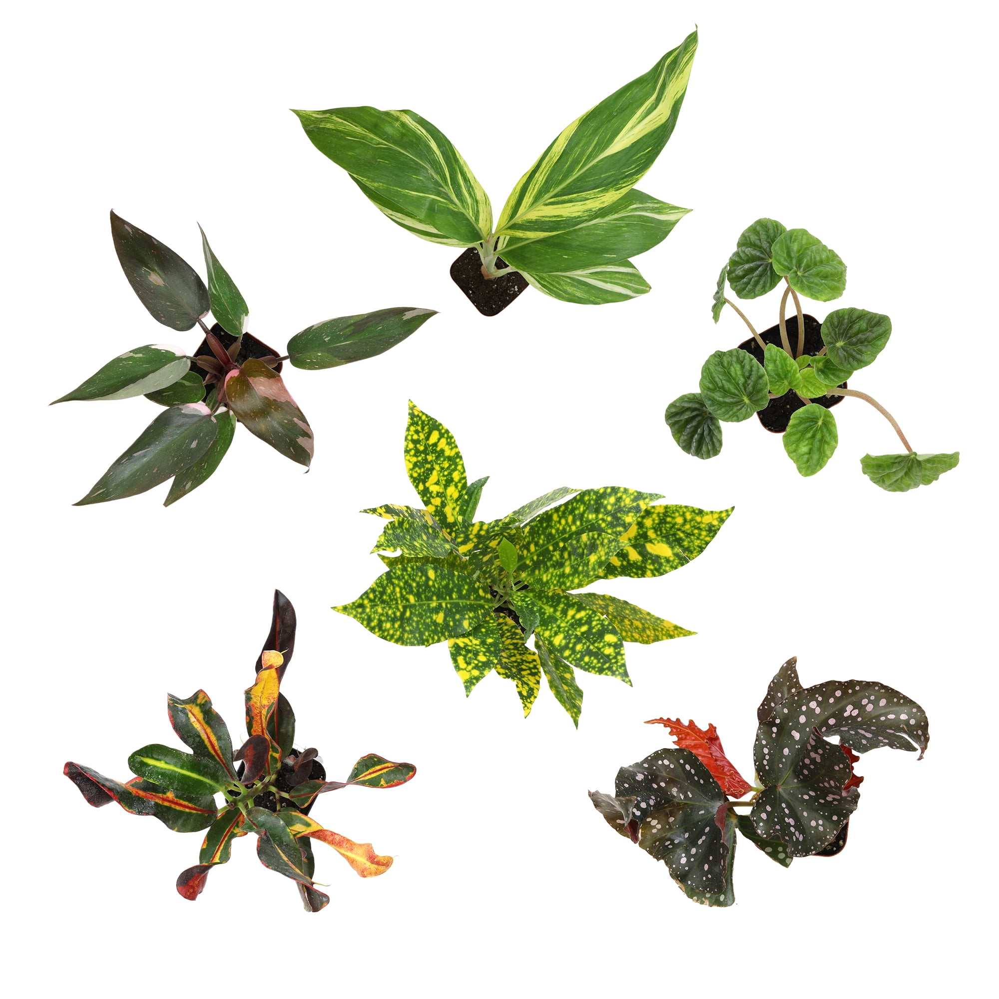 Premium House Plant (6-pack) - Easy Plants - Variegated & Unique - 2in. Grow Pots - Filtered Sun - Element by Altman Plants