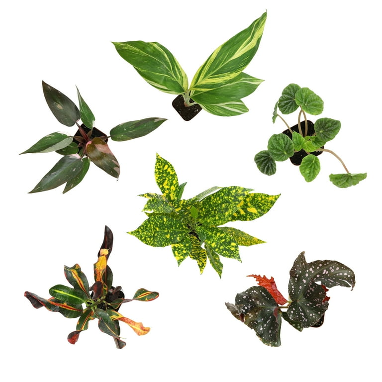 Premium House Plant (6-pack) - Easy Plants - Variegated & Unique - 2in.  Grow Pots - Filtered Sun - Element by Altman Plants - Walmart.com