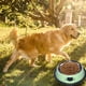 thumbnail image 4 of Cuenco para gatos Cuenco para perros Cuenco de acero inoxidable Color Cuenco de acero inoxidable para perros Cuenco para gatos Cuenco divertido Cuenco para mascotas, 4 of 5
