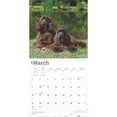 thumbnail image 3 of AMERICAN COCKER SPANIELS 2025 SQUARE WRA, 3 of 9