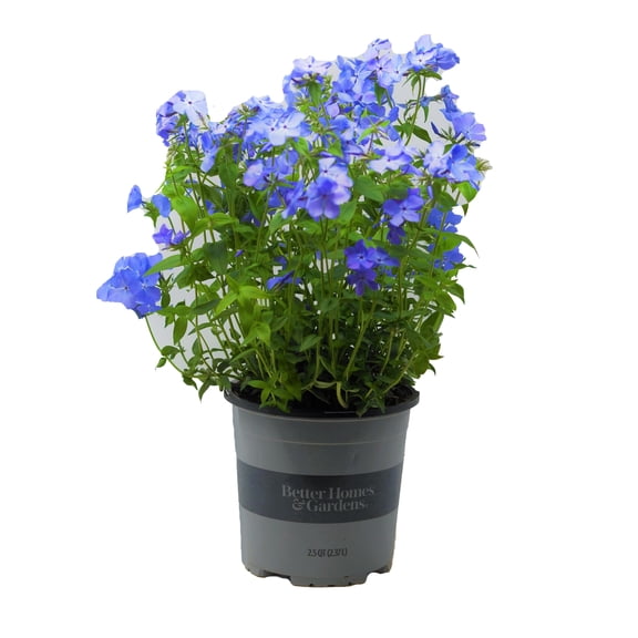 Better Homes and Gardens Outdoor Live Plant Phlox Woodland Blue Moon 2.5QT, Part Sun