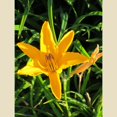 thumbnail image 2 of Daylily 'Aztec Gold' - 15 Live Plants - Hemerocallis Blooming Ground Cover Ornamental Foliage, 2 of 8
