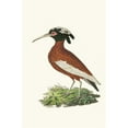 thumbnail image 3 of George Shaw 17x24 Black Modern Framed Museum Art Print Titled - Crested Ibis (1789-1813), 3 of 5