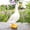 6.7in, variant on Large Porch Goose Statue, Adjustable Large Realistic Waterfowl Sculpture, Tall White Geese Figures for Backyard