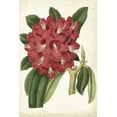 thumbnail image 2 of Curtis 23x32 Gold Ornate Wood Framed with Double Matting Museum Art Print Titled - Antique Rhododendron II, 2 of 4