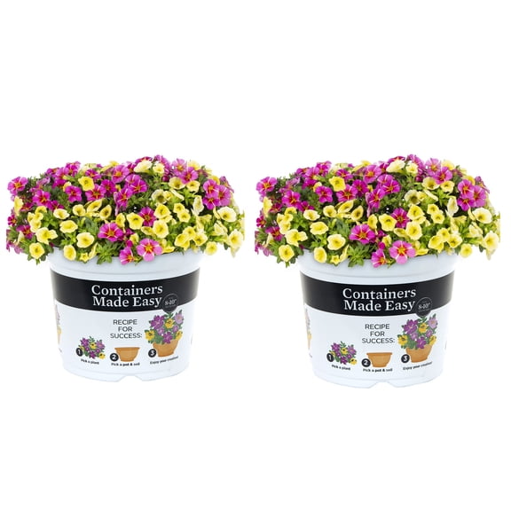 Better Homes & Gardens 3QT Pink Yellow Calibrachoa Live Annual Plant Sun 2-Pack