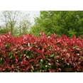 thumbnail image 2 of Photinia Red Tip | 3 Large Gallon Size Plants | Photinia x Fraseri | Evergreen Landscape Hedge Shrub, 2 of 6