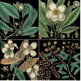 thumbnail image 2 of Catesby, Mark 15x15 Gold Ornate Wood Framed with Double Matting Museum Art Print Titled - Graphic Botanical Grid V, 2 of 4