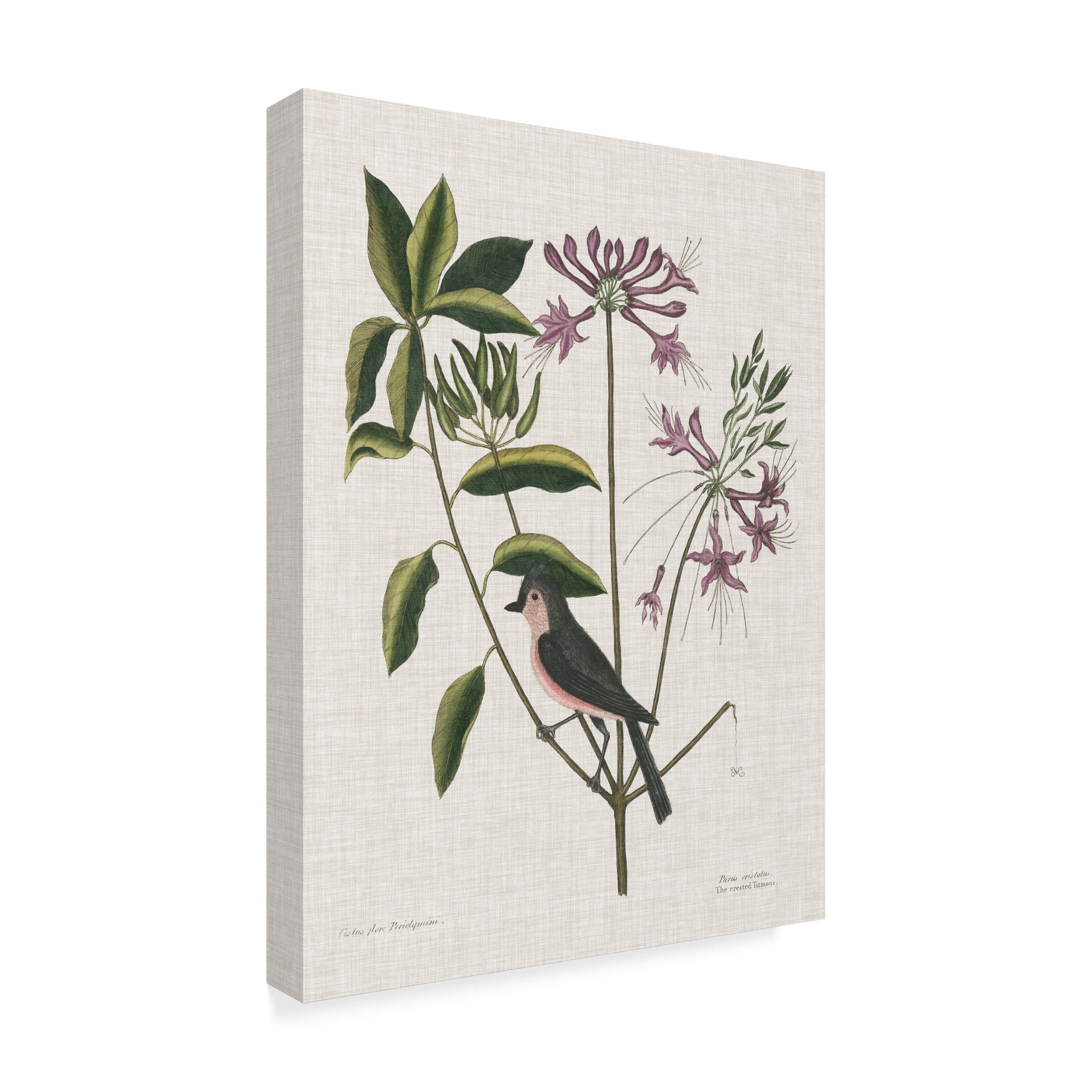 Trademark Fine Art 'Studies in Nature I' Canvas Art by Mark Catesby