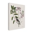thumbnail image 2 of Trademark Fine Art 'Studies in Nature I' Canvas Art by Mark Catesby, 2 of 4