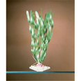 thumbnail image 1 of 7 in. Corkscrew Vallis Aquarium Plant, 1 of 1