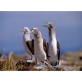 thumbnail image 2 of Fitzharris, Tim 24x19 White Modern Wood Framed Museum Art Print Titled - Blue-footed Boobies, 2 of 4