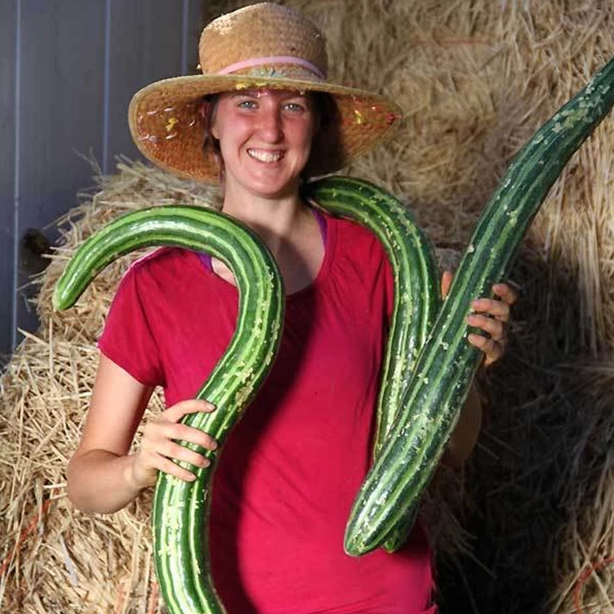 Organic Painted Serpent Cucumber G Seeds Organic Heirloom