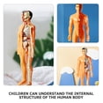thumbnail image 3 of Minkissy Human Body Model Kids For Family Bonding Realistic Design Plastic 1 Set, 3 of 8