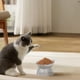 thumbnail image 5 of Cuencas de Comida para Gatos Cuenca de Comida para Gatos de Gran Capacidad, Cuenca de Comida para Mascotas, Cuenca de Bebida para Gatos Linda, Proteger el Cuello Del Gato Puede Comida para Gatos, 5 of 6
