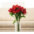 thumbnail image 5 of Alstroemeria 50 Stems of Red Farm Direct Fresh Cut Flowers by Bloomingmore, 5 of 7