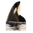 thumbnail image 1 of 66 x 46 in. Killer Whale Cardboard Standup, 1 of 1